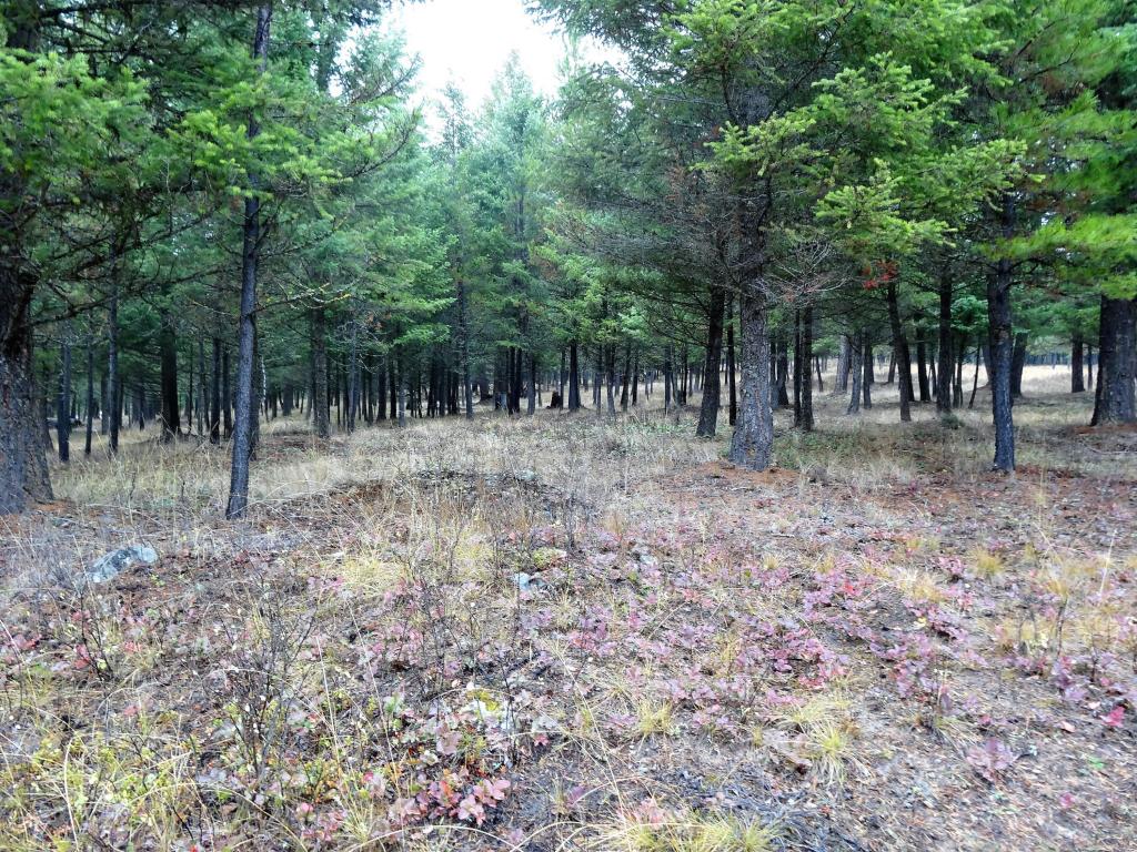 Nhn Barnaby Lake Road, Fortine, MT 59918