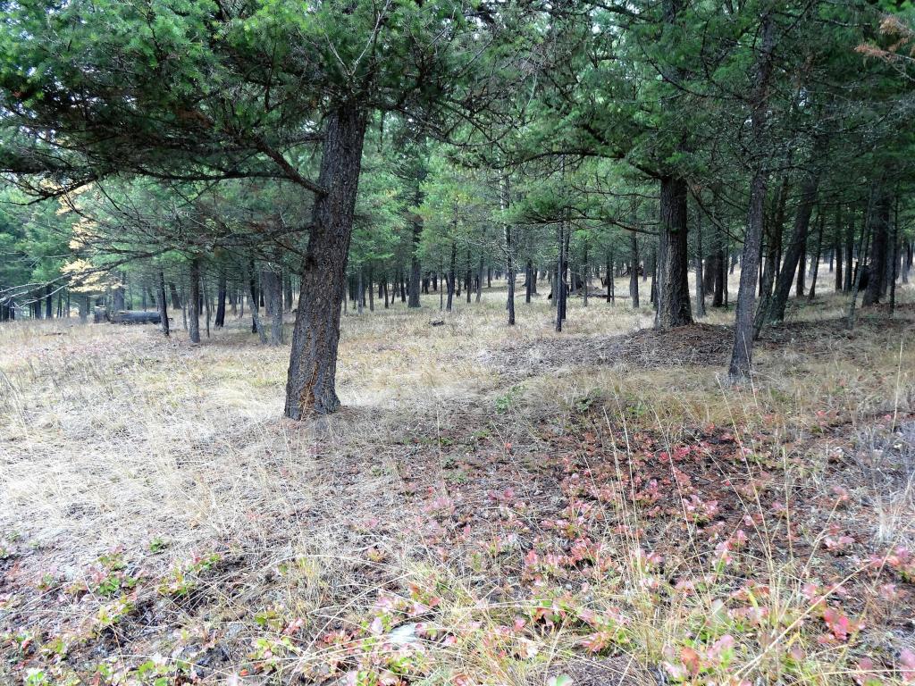 Nhn Barnaby Lake Road, Fortine, MT 59918