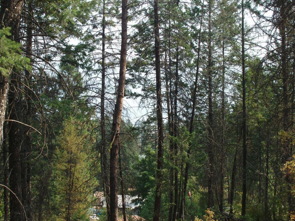 139 Wulff Lane, Lakeside, MT 59922