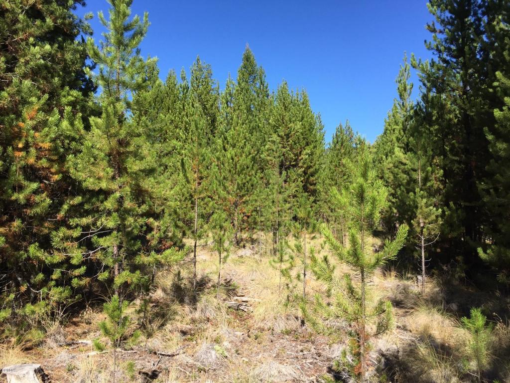1101 Marion Hubbart Spur, Marion, MT 59925