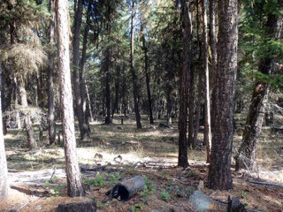 nhn Enchanted Way, Rexford, MT 59930