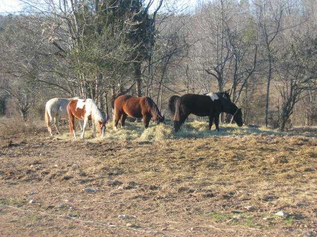 4310 Bradshaw Quarry Road, Efland, NC 27243