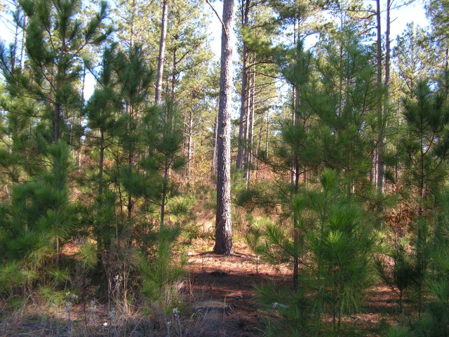 000 Hw. 216 County Line Rd., Kings Mountain, NC 28086
