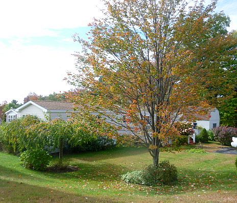 Greenville Estates Tenants Co-op 134 New Hillcrest Dr.Greenville, NH 03048
