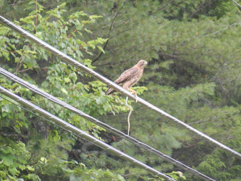 29 NH Route 175, Ashland, NH 03217