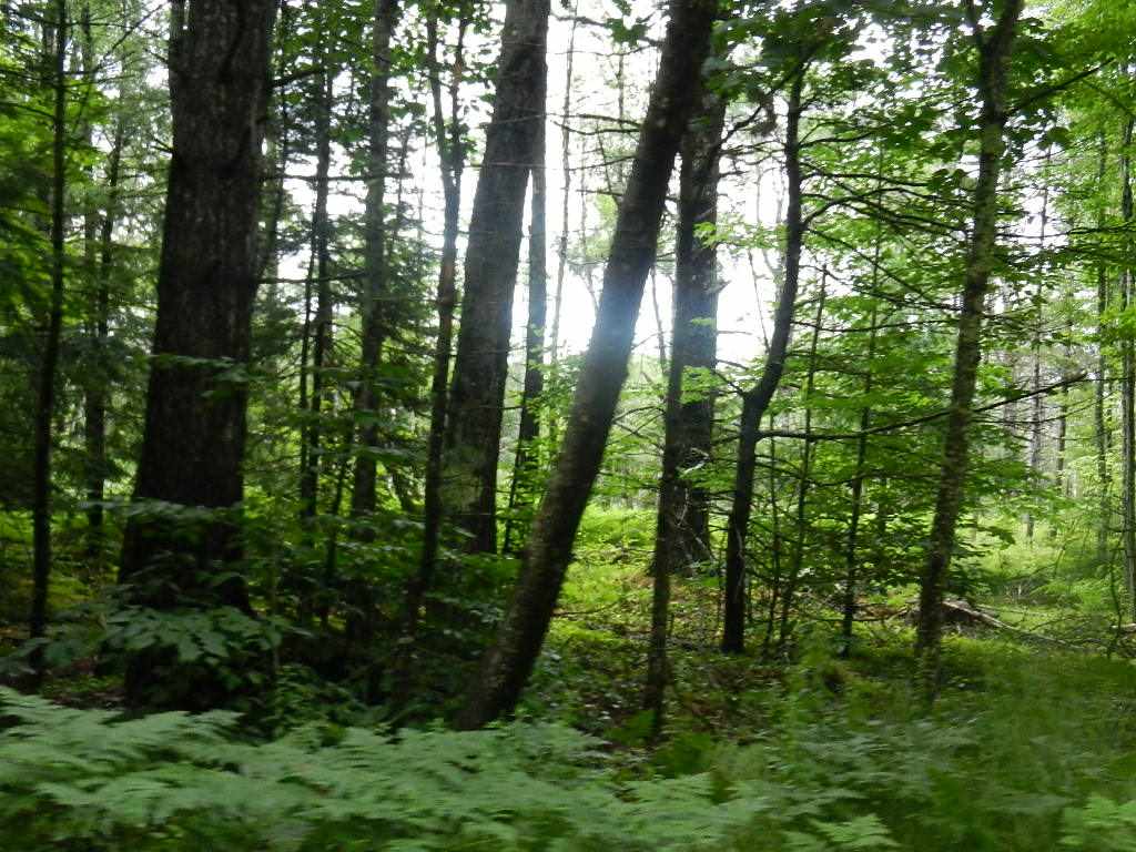 29 NH Route 175, Ashland, NH 03217