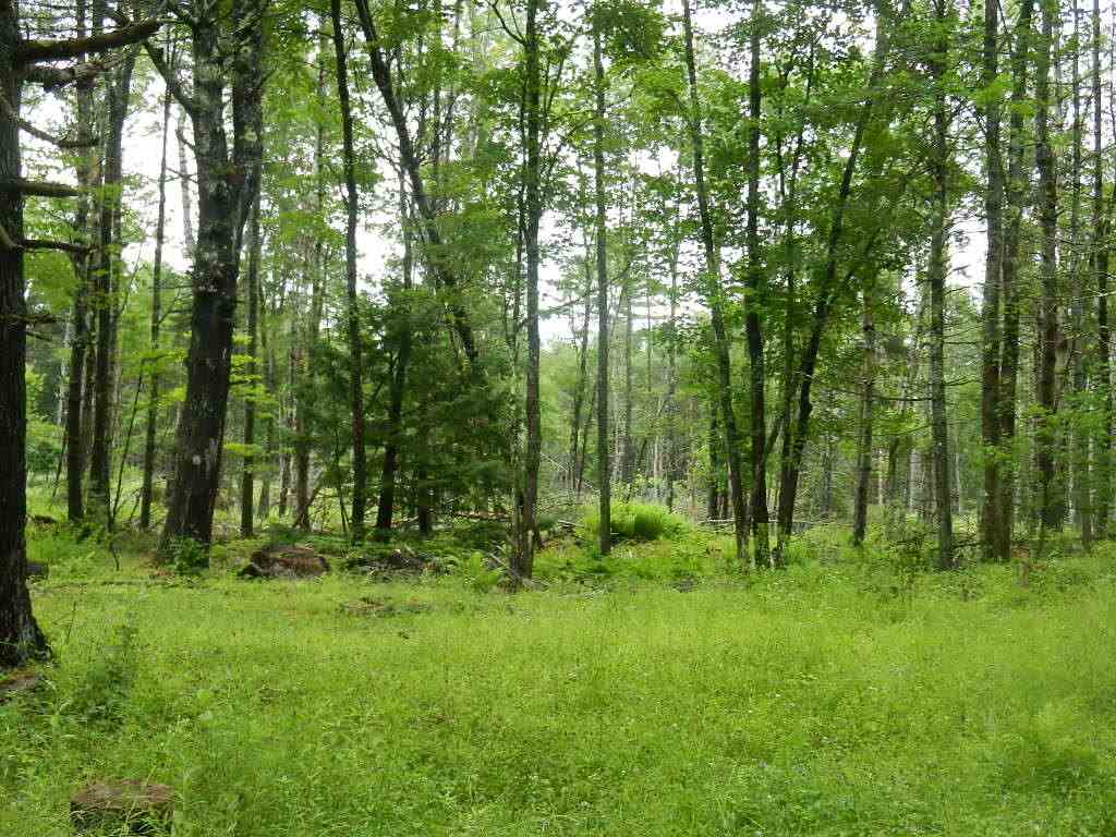 29 NH Route 175, Ashland, NH 03217