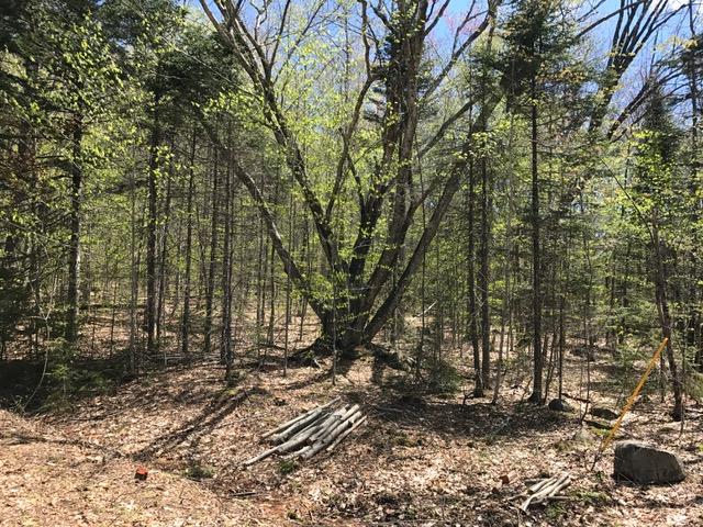 Loop Drive, Rumney, NH 03217