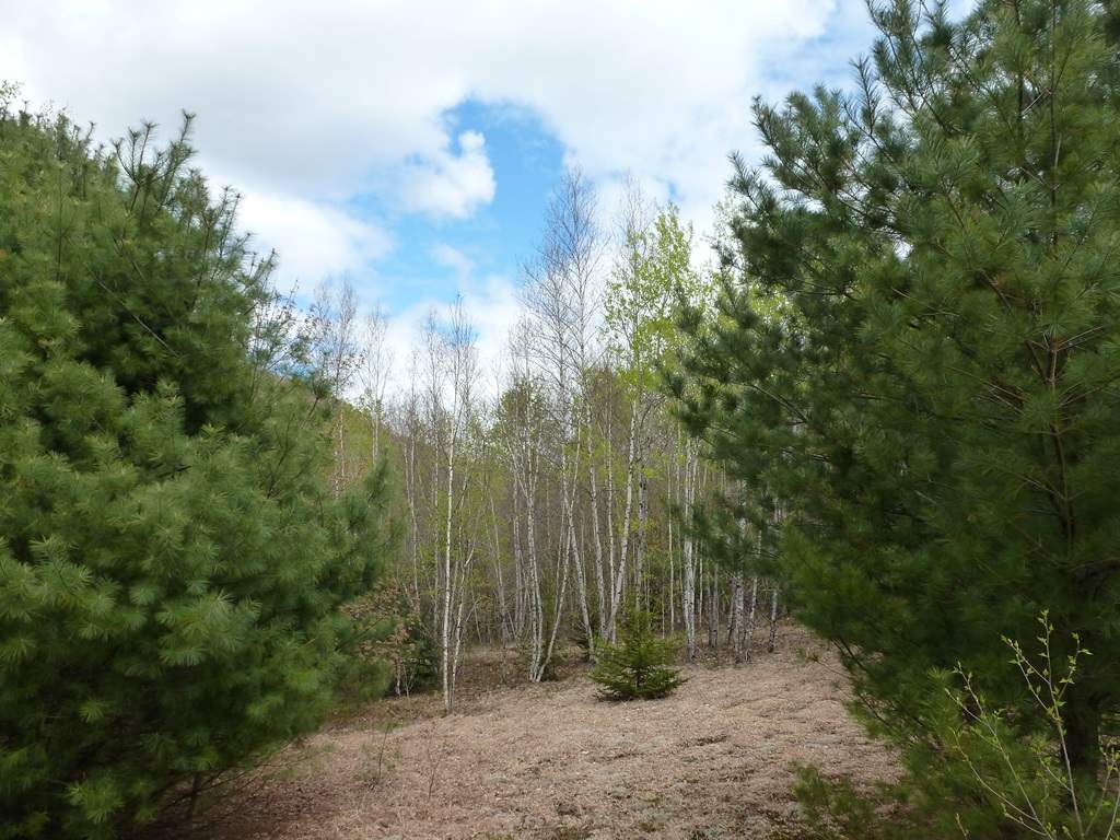 0 Waterfaill Drive, Campton, NH 03223
