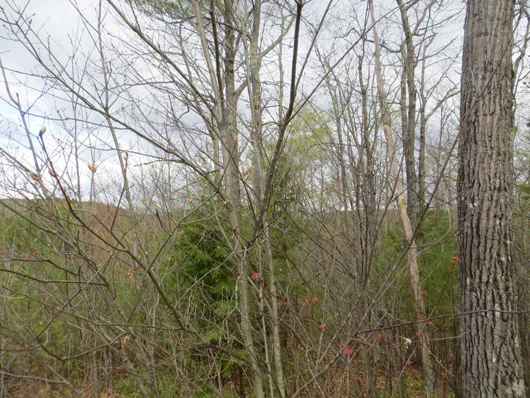 Lot 5 Fogg Hill Road, Center Harbor, NH 03226