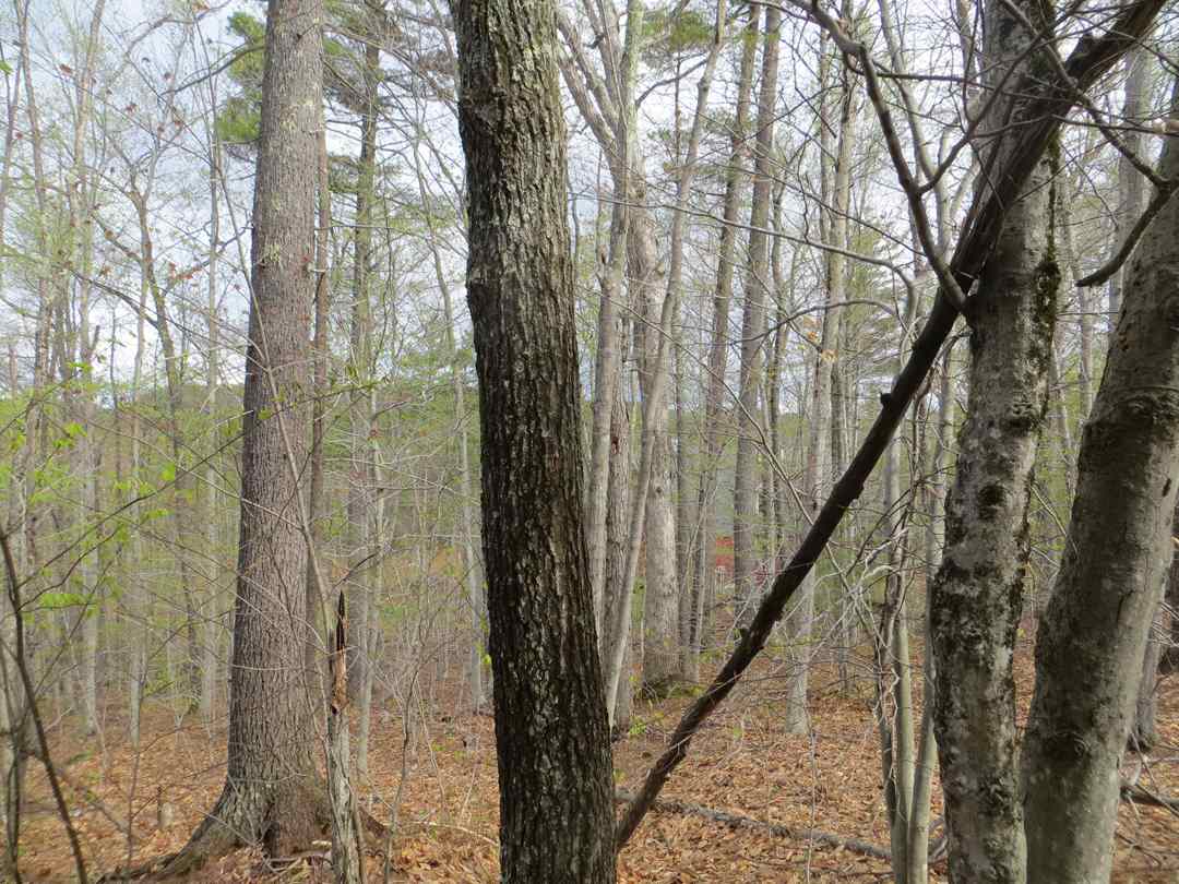 Lot 5 Fogg Hill Road, Center Harbor, NH 03226