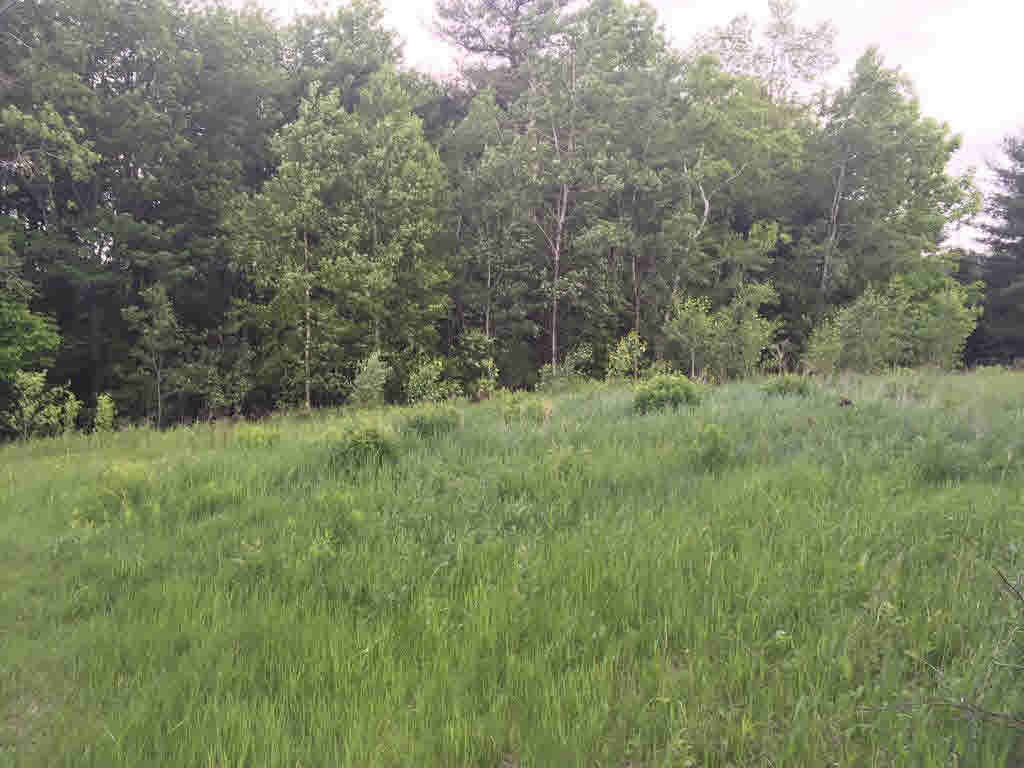 0 Corner of Blood Rd &amp; N. Groton Road, Groton, NH 03241