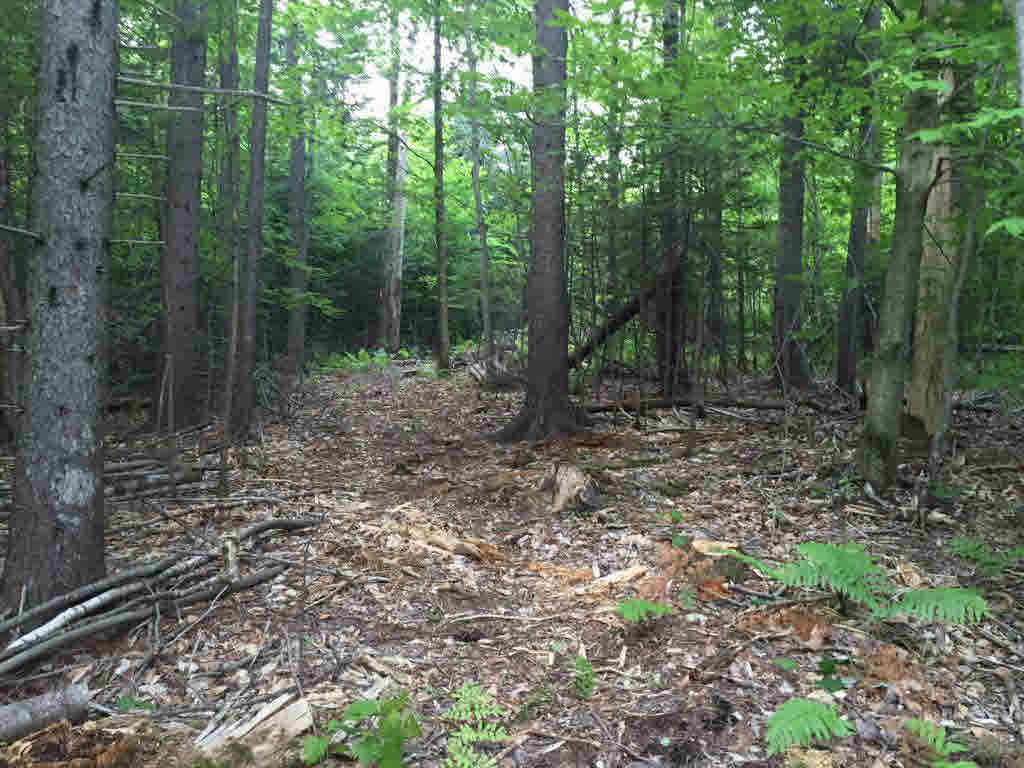 0 Corner of Blood Rd & N. Groton Road, Groton, NH 03241
