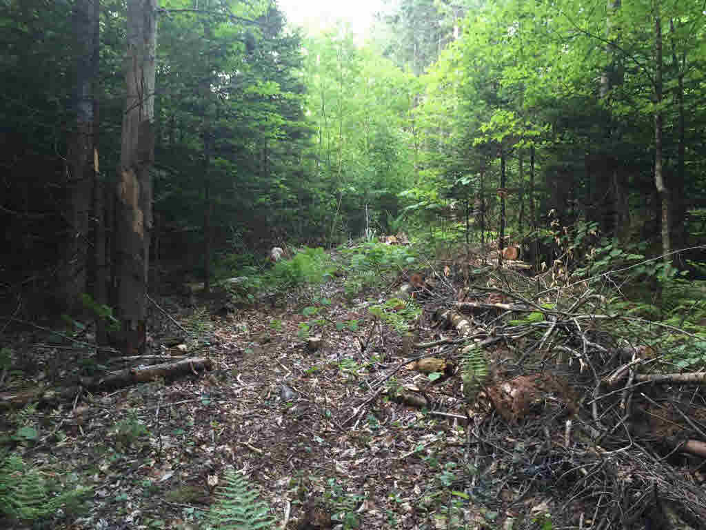 0 Corner of Blood Rd & N. Groton Road, Groton, NH 03241