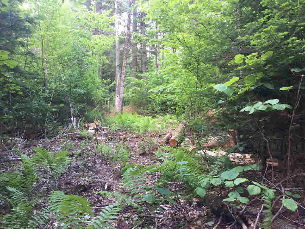 0 Corner of Blood Rd & N. Groton Road, Groton, NH 03241