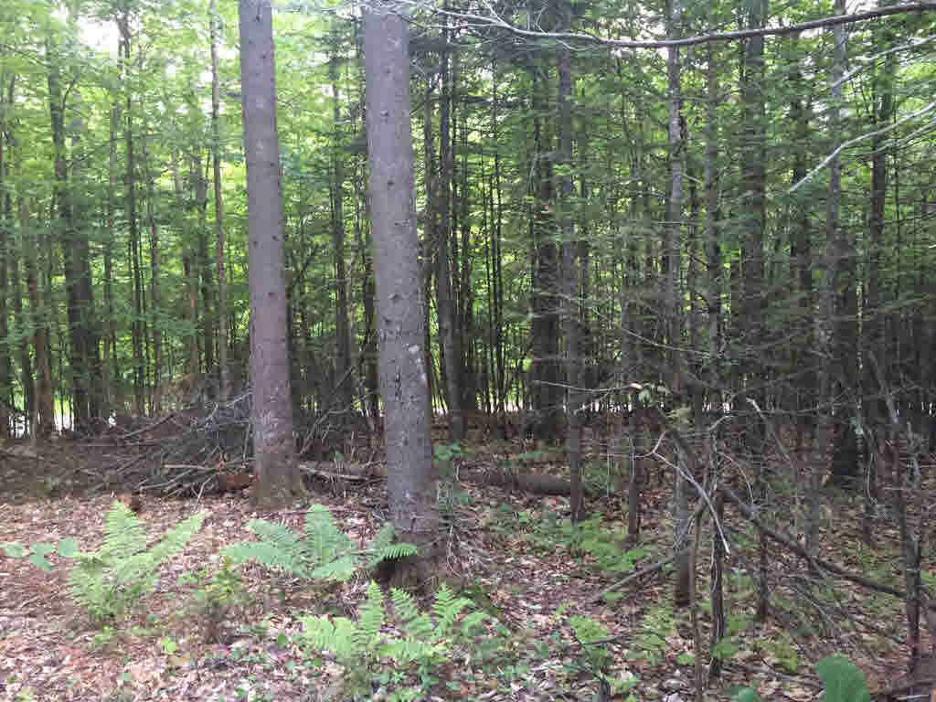0 Corner of Blood Rd & N. Groton Road, Groton, NH 03241