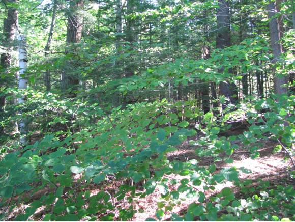 6-34 Camp Road, Windsor, NH 03244