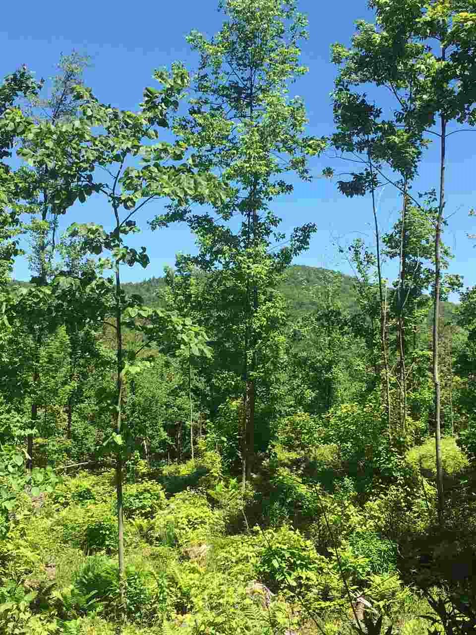 35 Philbrick Road, Wentworth, NH 03282
