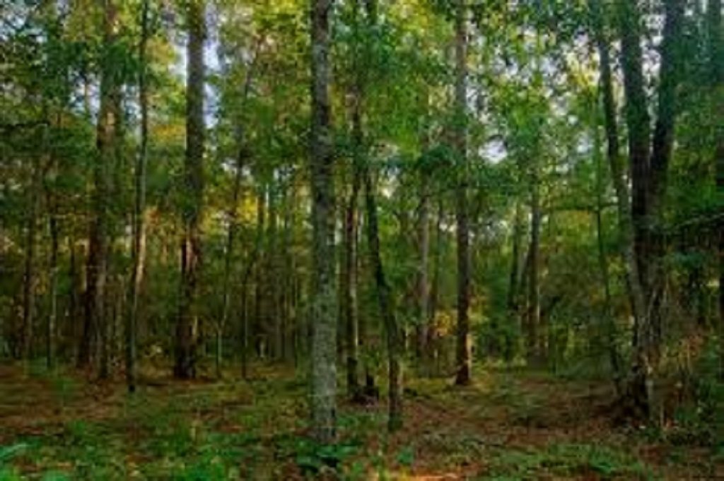 Phelps Road, 27 Acres, Springfield, NH 03284
