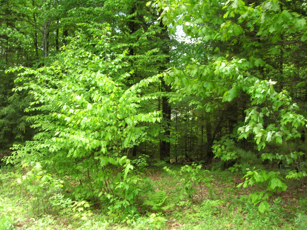 Lot 1, Subdivision 25 Blackberry Hill Road, Thornton, NH 03285