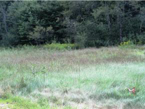 0 Old Homestead Highway, Swanzey, NH 03446