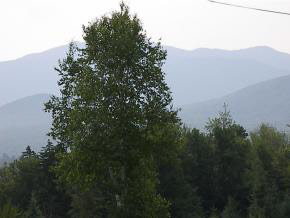 M24/L20 Timber Lane Lane, Franconia, NH 03580