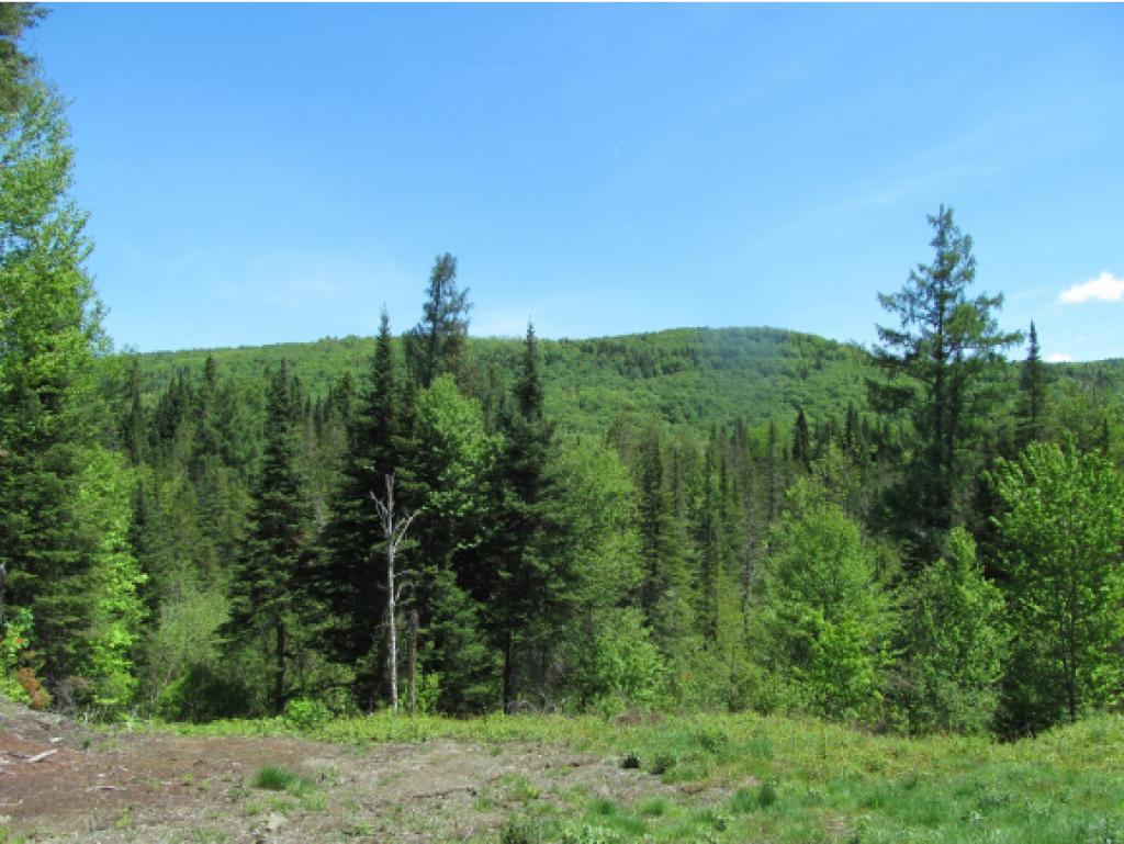 - Bishop Brook Road, Stewartstown, NH 03597