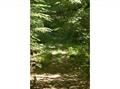 LOT 66 Castlerock Road, Barrington, NH 03825