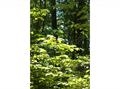 LOT 66 Castlerock Road, Barrington, NH 03825