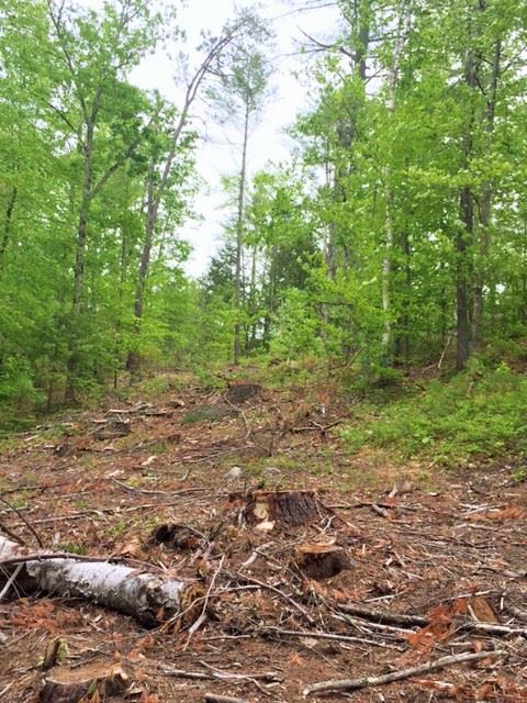 Lot 61 Long Shore Drive, Barrington, NH 03825