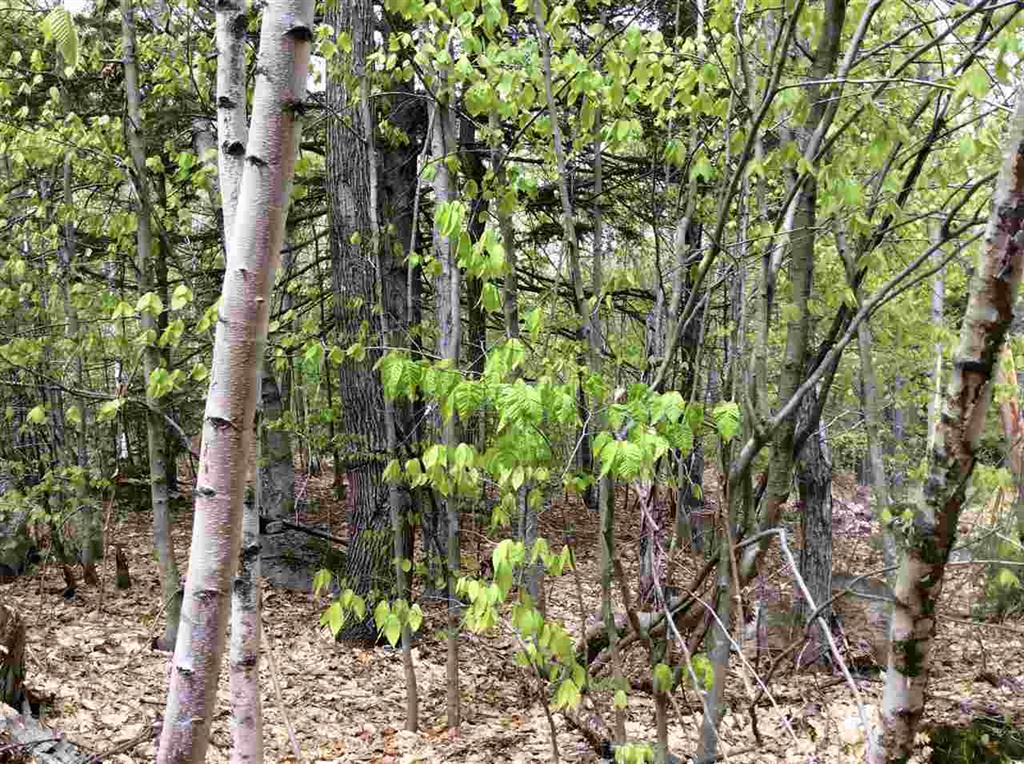 5 Biasca Place, Madison, NH 03849