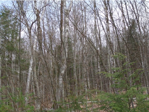 31 Swift River Way, Albany, NH 03886