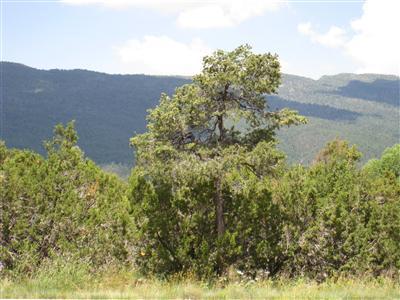3 Sierra Vista Drive, Cedar Crest, NM 87008
