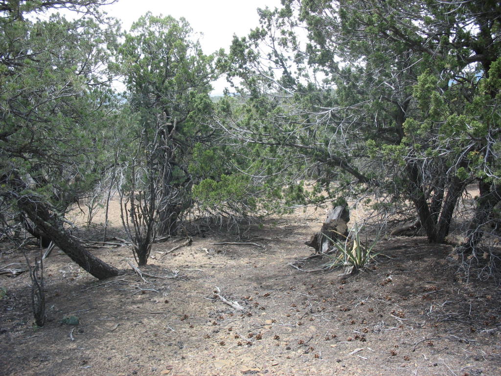 213 Pinon Trail, Cedar Crest, NM 87008