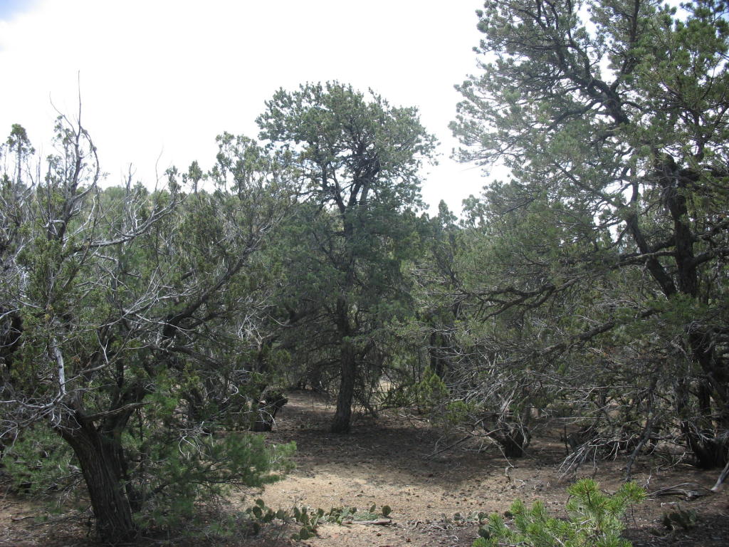 213 Pinon Trail, Cedar Crest, NM 87008