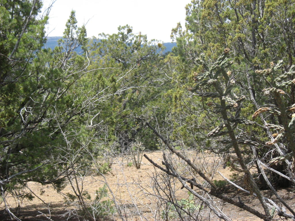 213 Pinon Trail, Cedar Crest, NM 87008