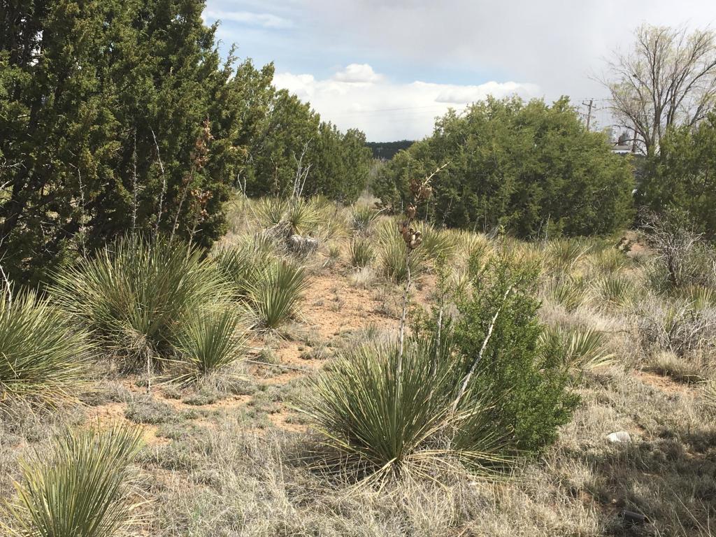 Dinkle/Countyline, Edgewood, NM 87015