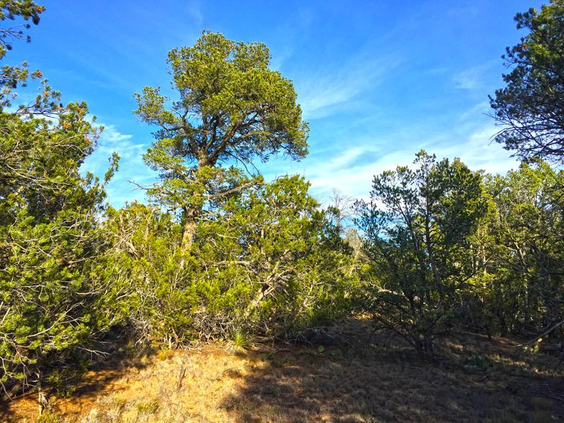 0 Oakwood Loop, Tajique, NM 87016