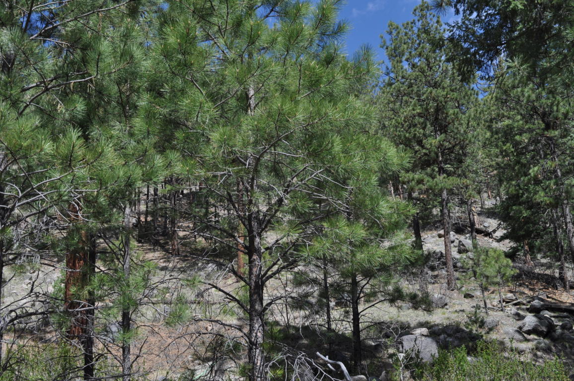 Lot DR5C Cielo Vista Loop, Jemez Springs, NM 87025