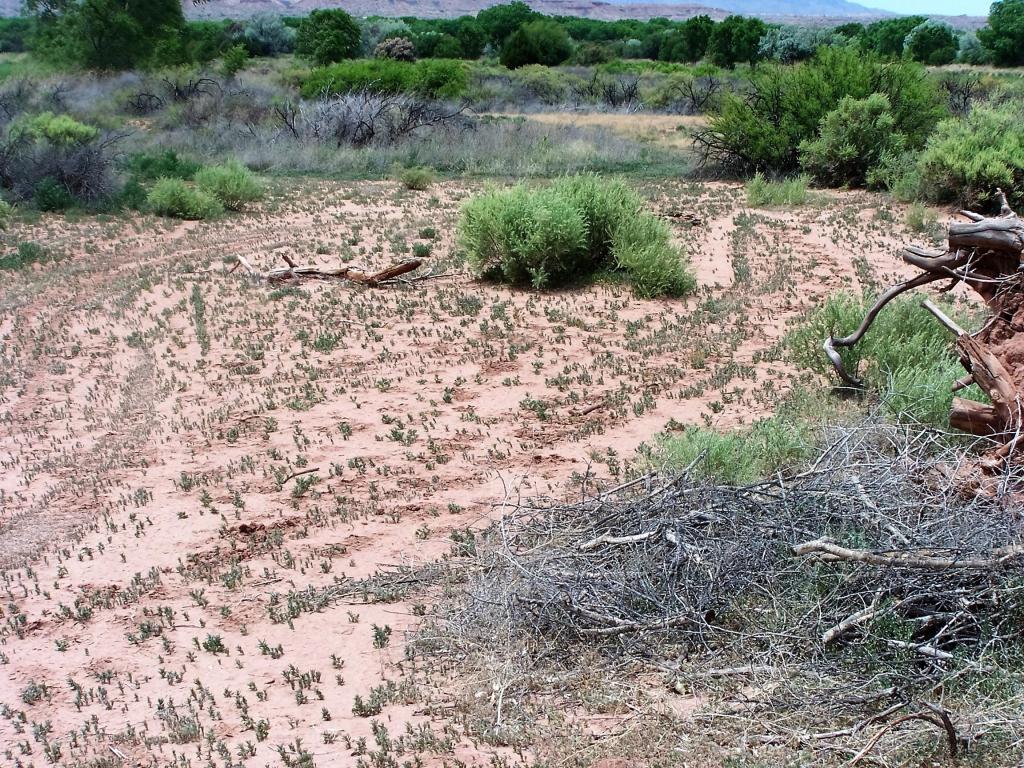 Calle De Centro South, La Joya, NM 87028