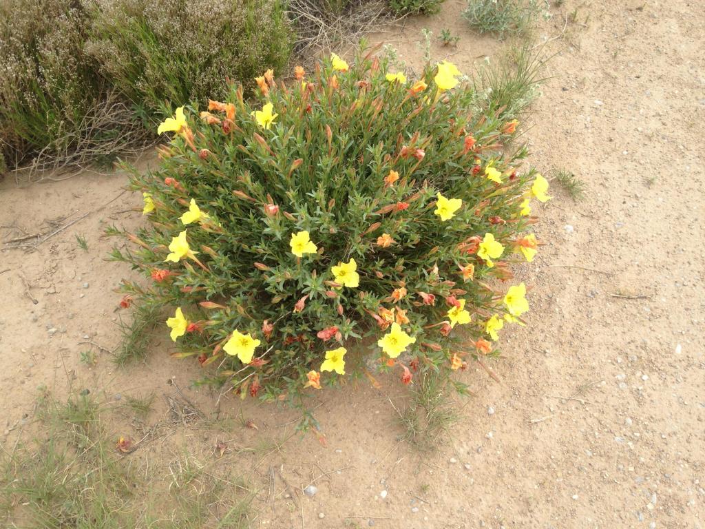 no address available, McIntosh, NM 87032