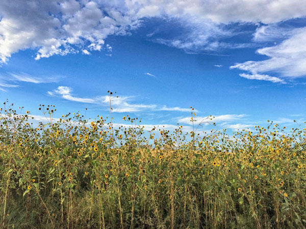16 NETTLE Road, Moriarty, NM 87035