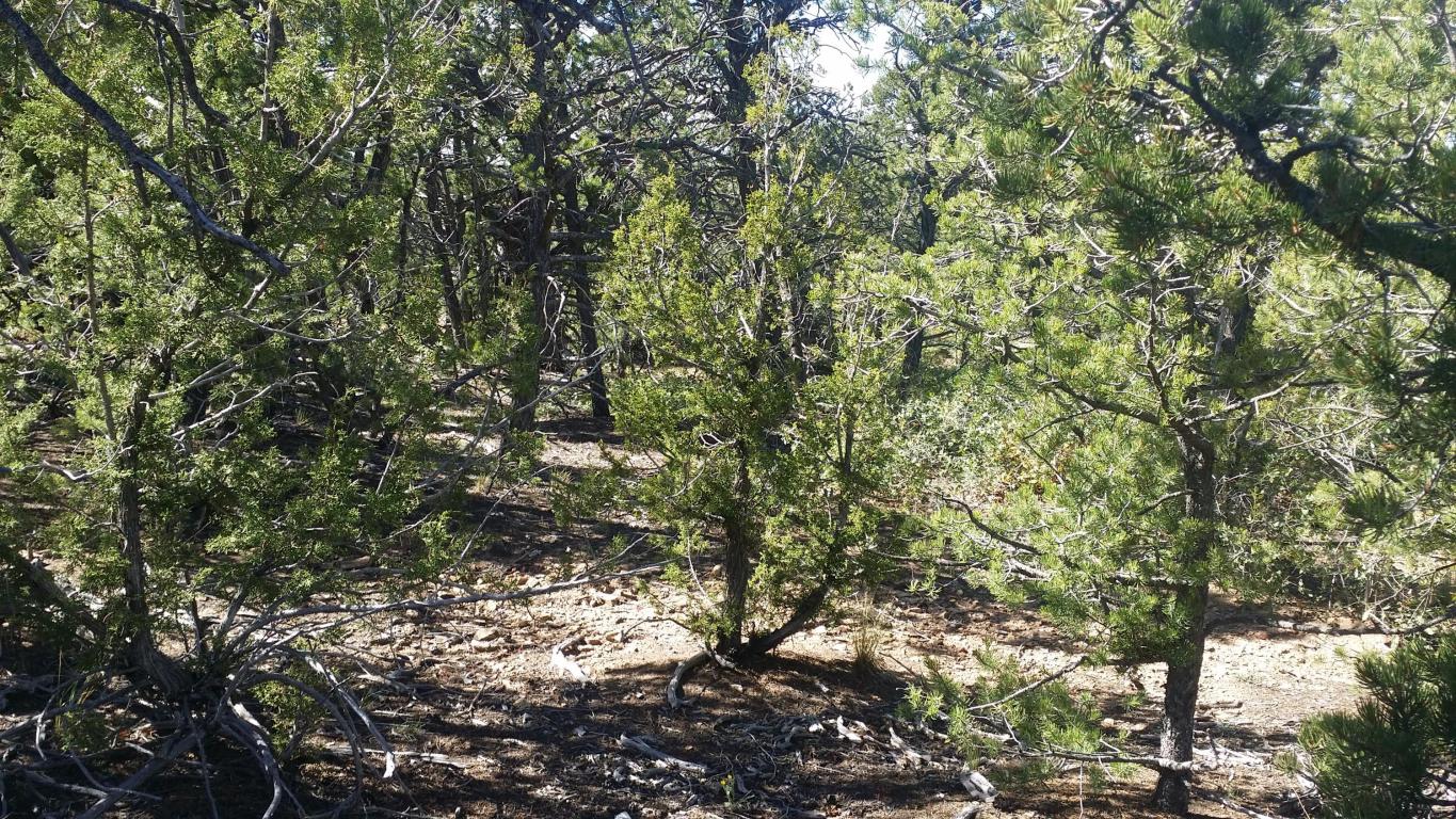 0 Ranchitos Road, Sandia Park, NM 87047