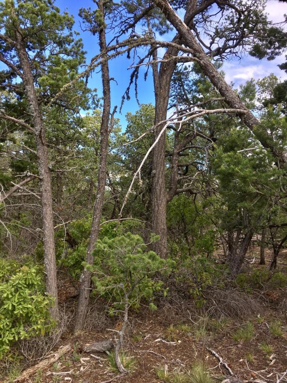 Via Sedillo, Tijeras, NM 87059