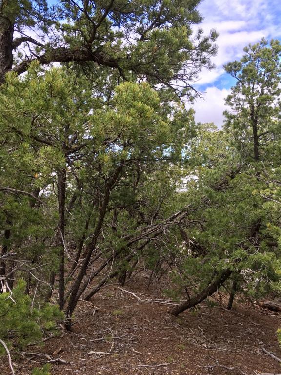 Via Sedillo, Tijeras, NM 87059