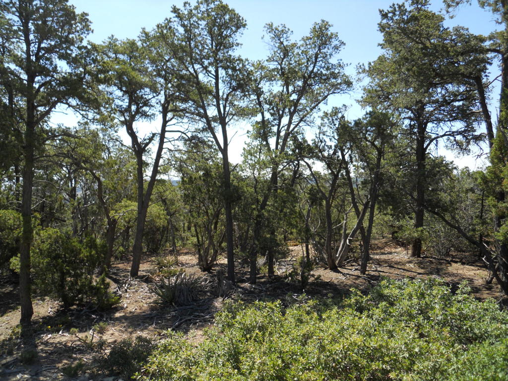 8 Cresta Vista Court, Tijeras, NM 87059