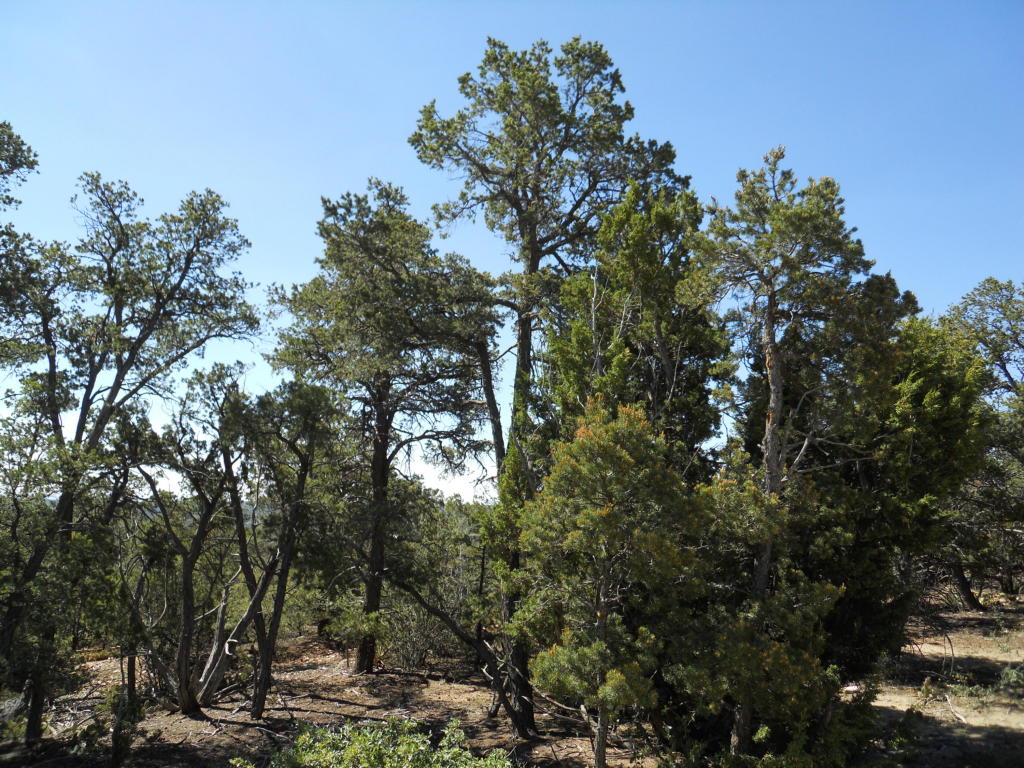 8 Cresta Vista Court, Tijeras, NM 87059