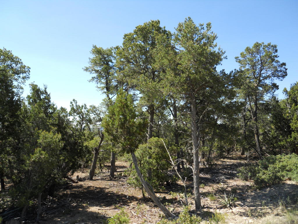 8 Cresta Vista Court, Tijeras, NM 87059