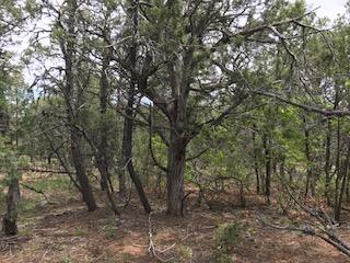 534 Juan Tomas Road, Tijeras, NM 87059