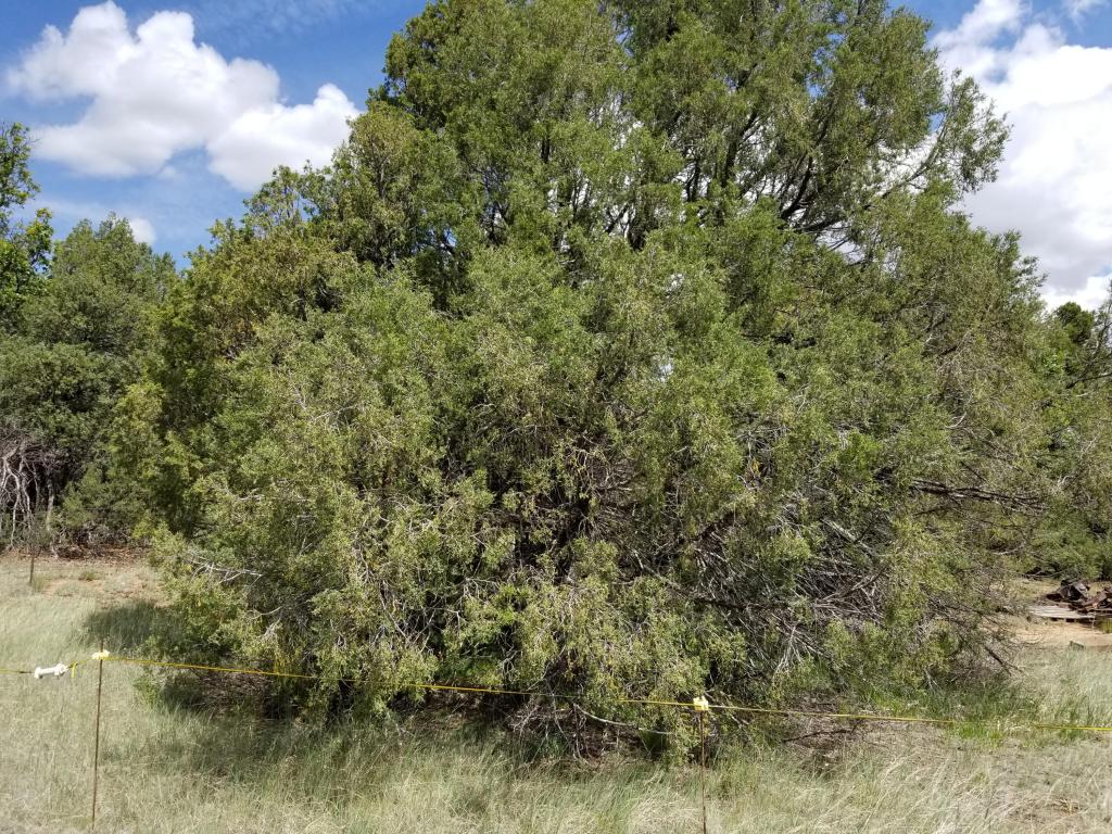 38 Bearcat Road, Tijeras, NM 87059